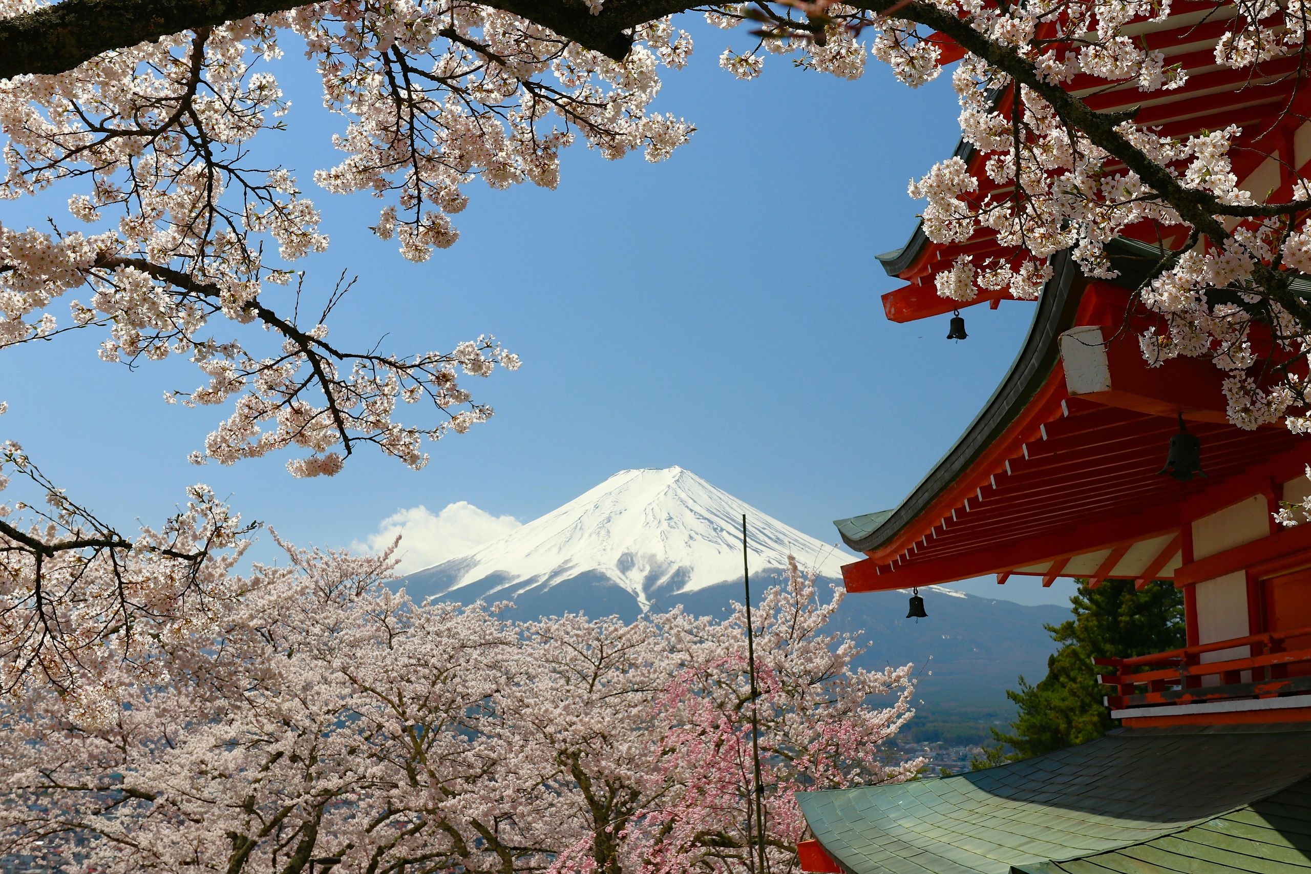 Mount Fuji with Cherry Blossoms